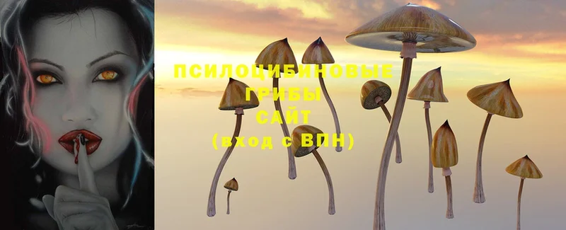 купить закладку  Георгиевск  Псилоцибиновые грибы MAGIC MUSHROOMS 